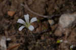 Pitcher's stitchwort